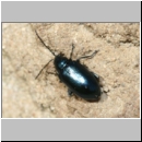 Altica sp - Blattkaefer 5mm 01a Lehmkuhle.jpg